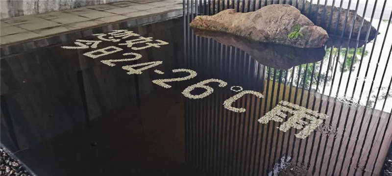 您见过禅意水景吗