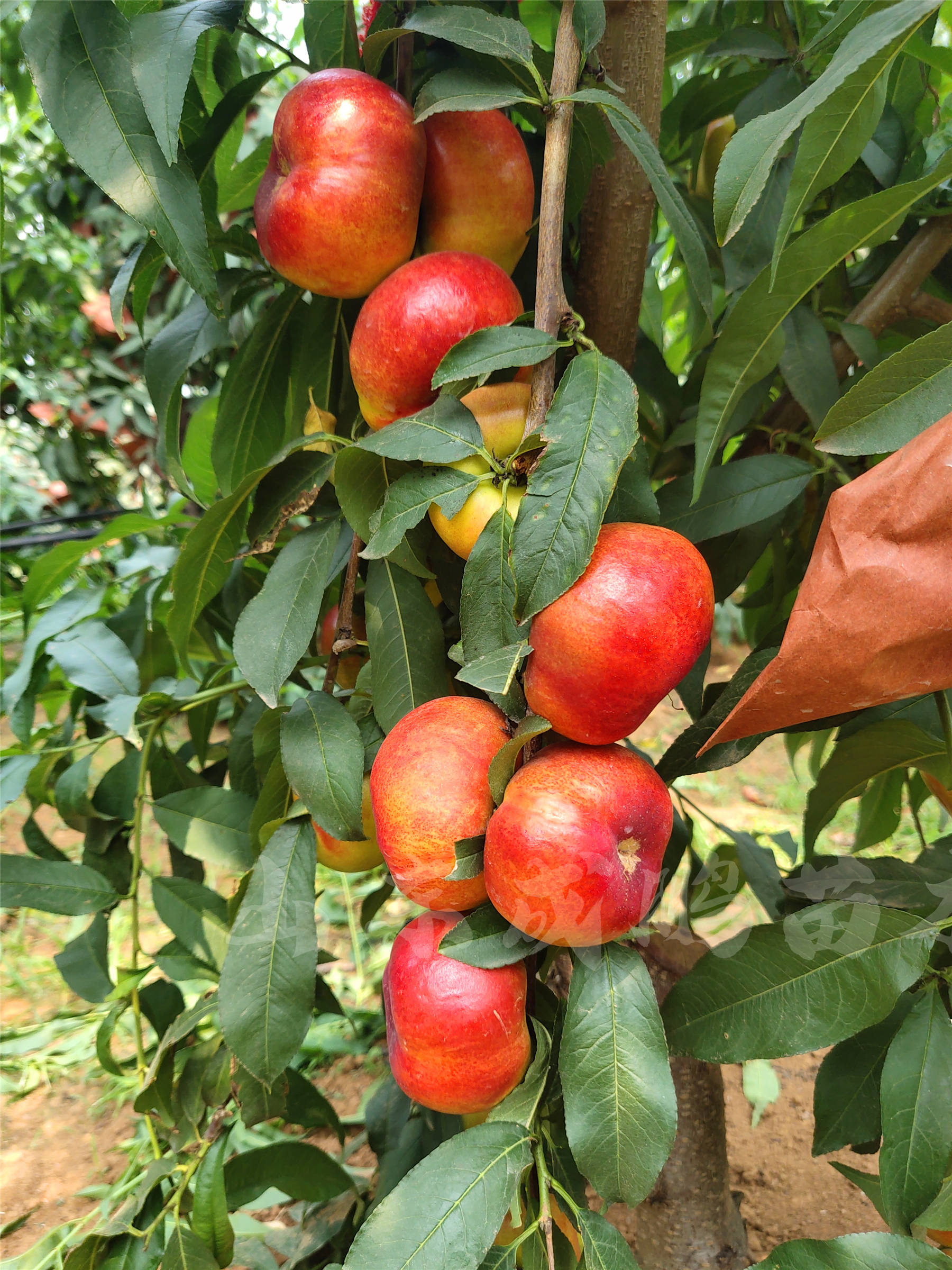 中油蟠13号树苗哪里有