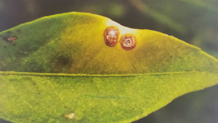 柑橘疮痂病症状