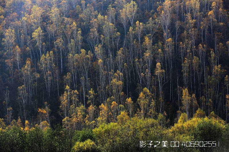 驯鹿|根河湿地 驯鹿人家 大兴安岭秋色美