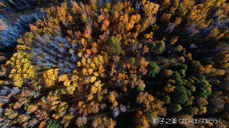 驯鹿|根河湿地 驯鹿人家 大兴安岭秋色美