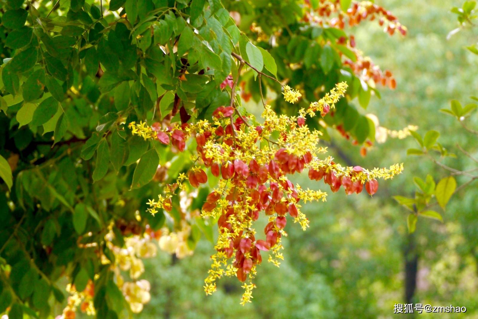 行道树新品种栾树