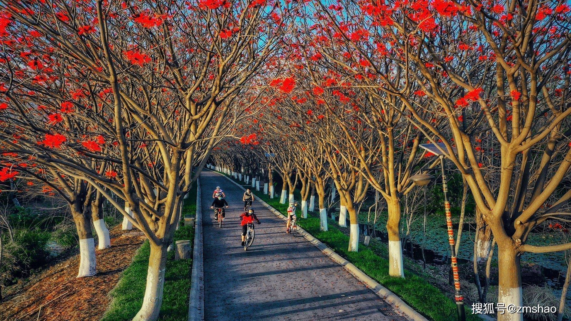 泉州市花刺桐花图片