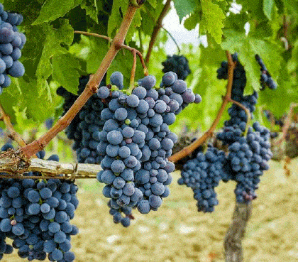 海尔|LIEBHERR利勃海尔 | 月亮也能影响葡萄酒的口感？难道又是神棍理论？