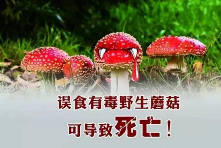 祖孙3人食用毒蘑菇致死北京崇文门中医医院再次提醒谨防食用野生蘑菇