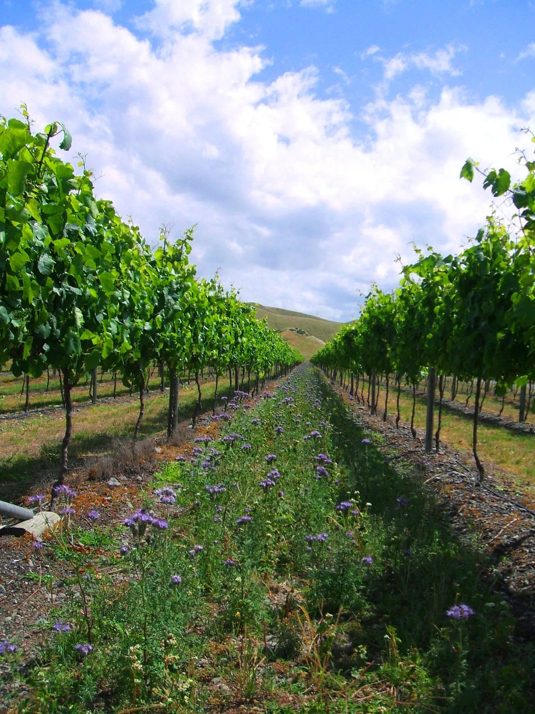 一场从魔都穿越到新西兰的沉浸式体验