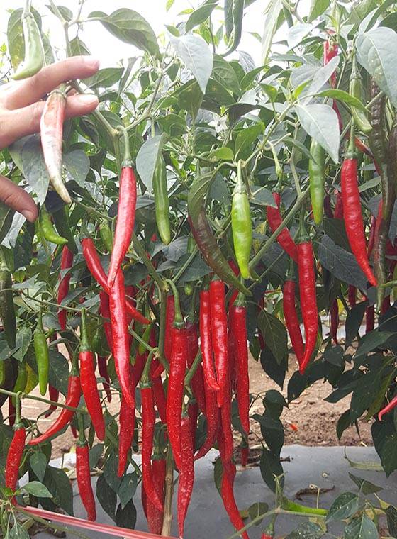 川椒种业:您真的懂得如何购买辣椒种子吗?_种植