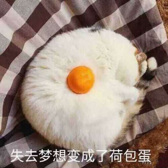 猫咪|与猫咪互动的正确方式