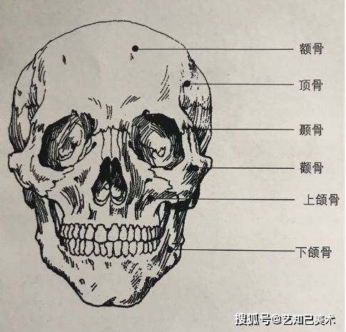 下巴|素描头像究竟应该怎样学？学会方法，谁都难不倒