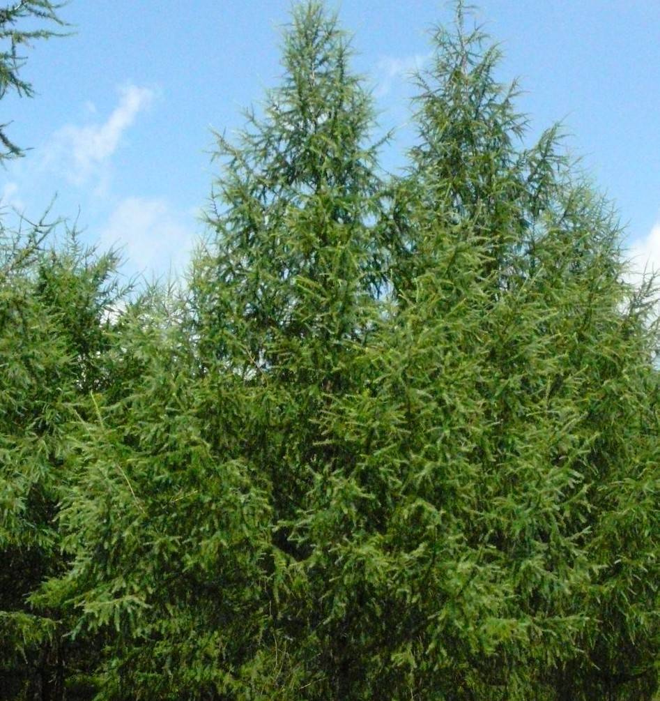 顶级结构用材——日本落叶松的高效快繁_搜狐网