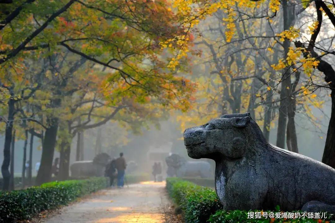 中秋国庆旅行攻略这是看到一棵树就能想起的城市树是梧桐树城是南京城
