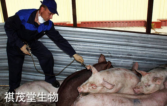 治疗|秋冬注意防治猪胸膜肺炎!猪胸膜肺炎症状有哪些?秋冬治疗猪胸膜肺炎的方法!