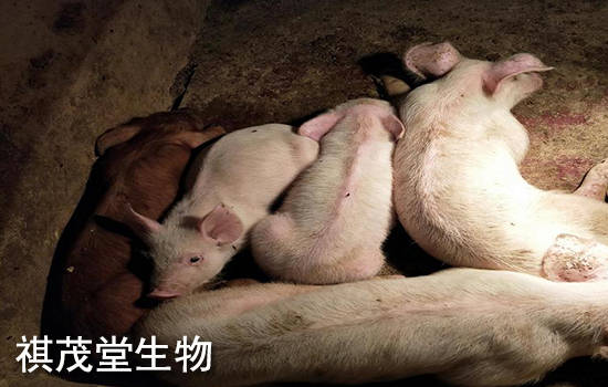 治疗|秋冬注意防治猪胸膜肺炎!猪胸膜肺炎症状有哪些?秋冬治疗猪胸膜肺炎的方法!