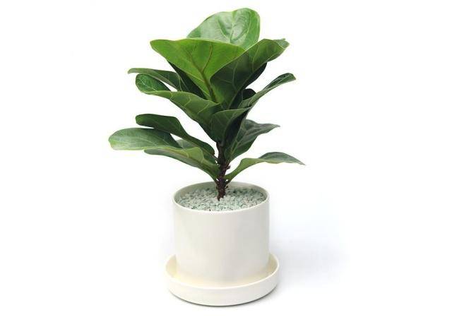 植物风水界新贵-植物非试管高效快繁琴叶榕