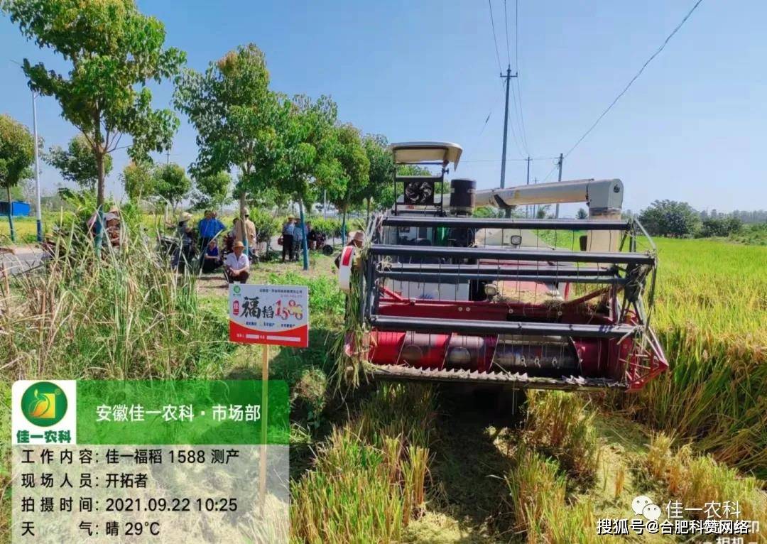 高产高抗性稻种佳一福稻1588实地测产劲爆出炉优质籼型杂交稻
