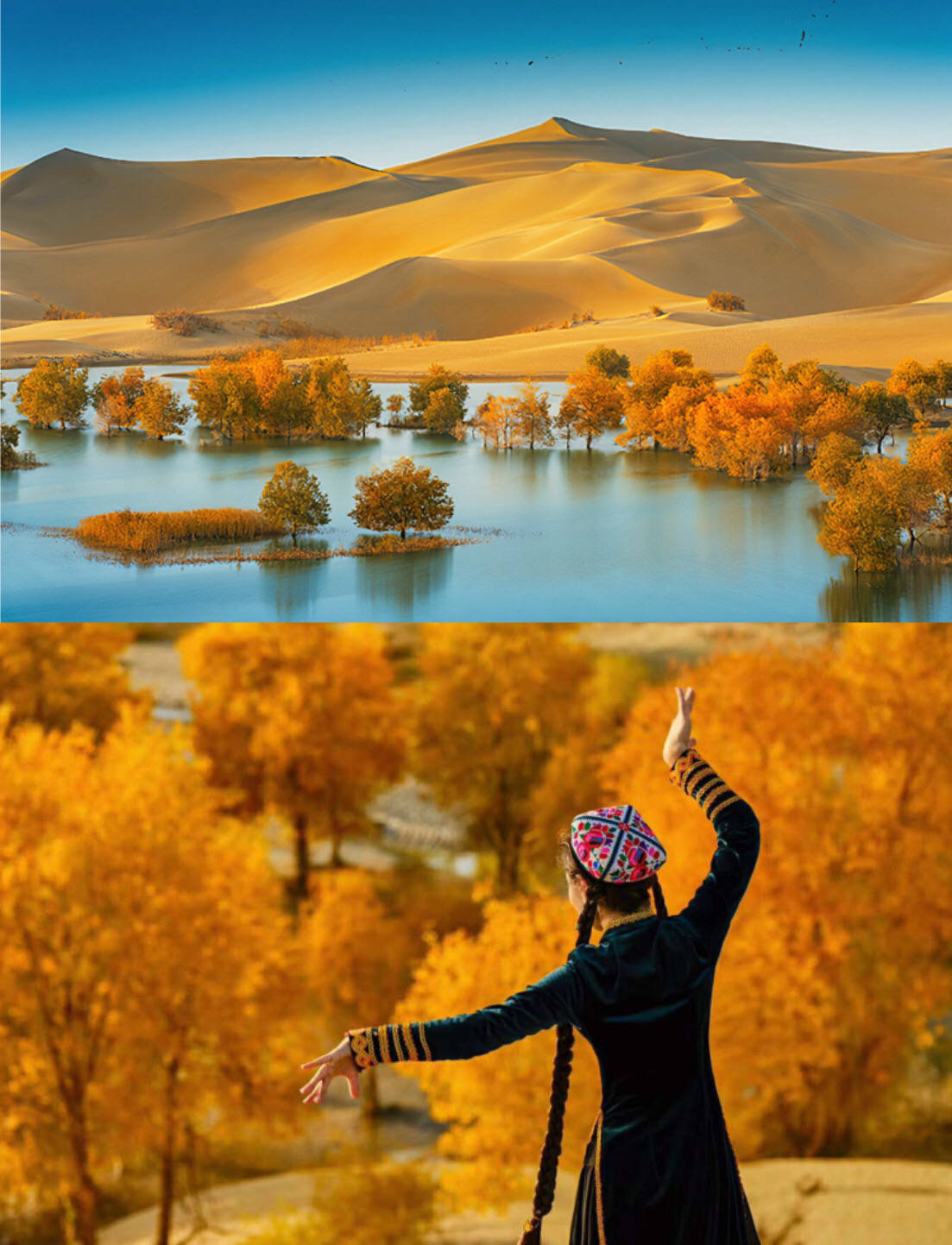 探寻千年 中国面积最大的--轮台胡杨林