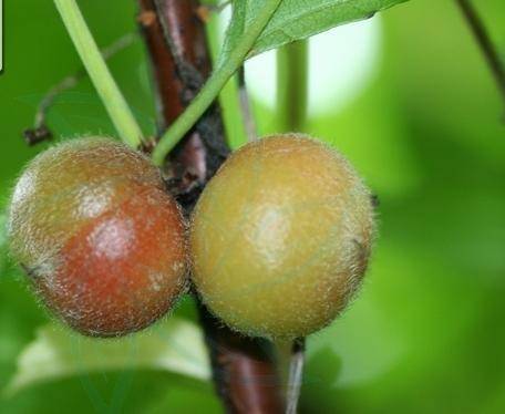 叶似榆,花如梅——重瓣榆叶梅