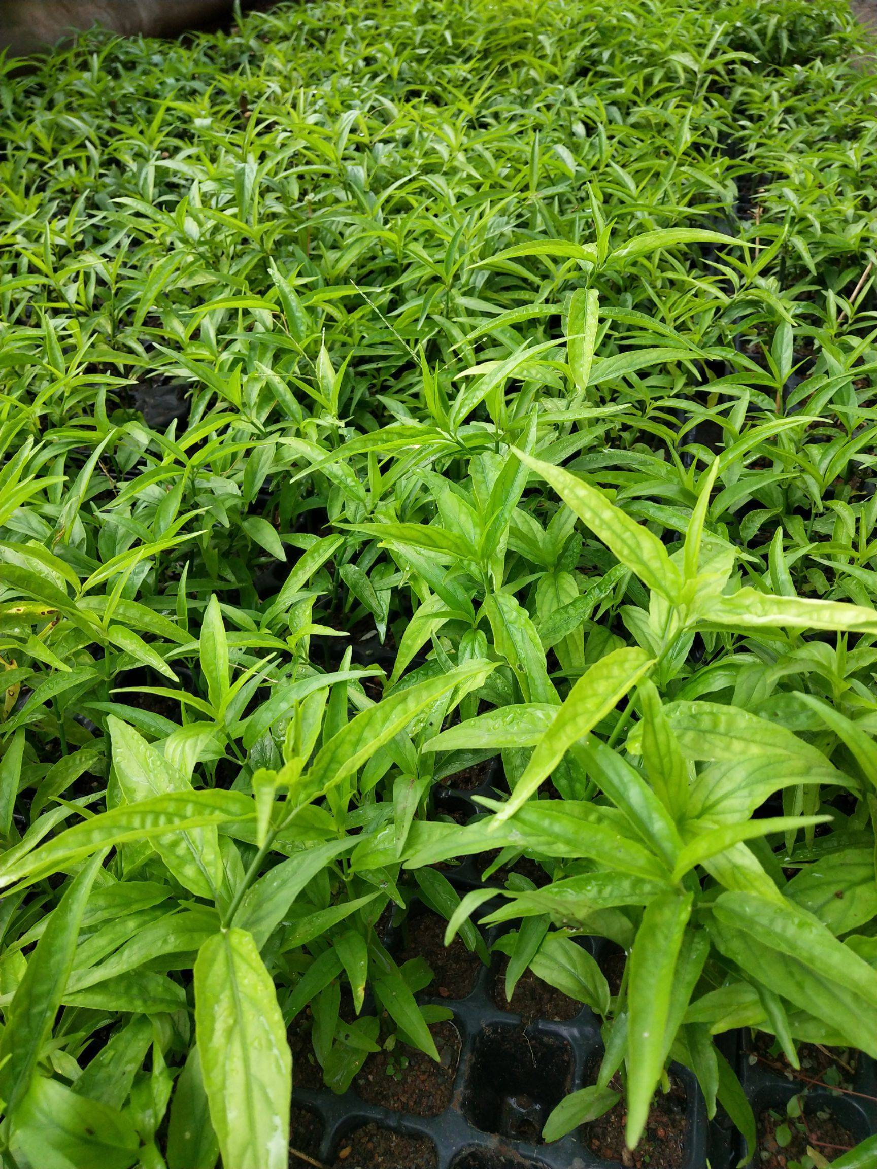 "延续生命的救命草"-植物非试管高效快繁技术忧遁草