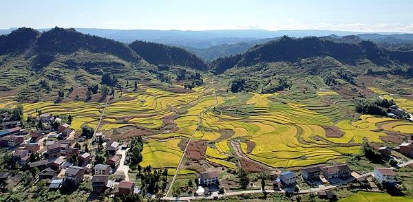 重慶石柱千野香稻香千野