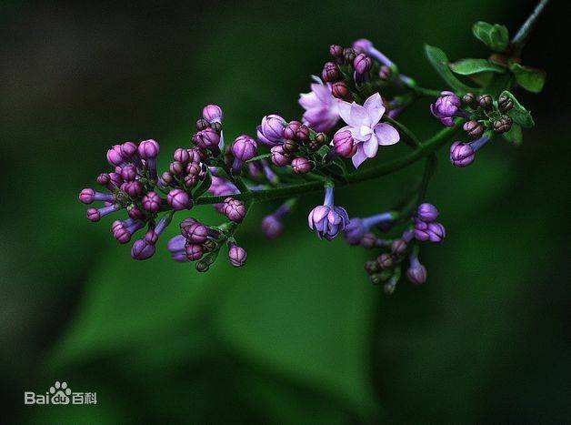 号称 天国之花 丁香 华北