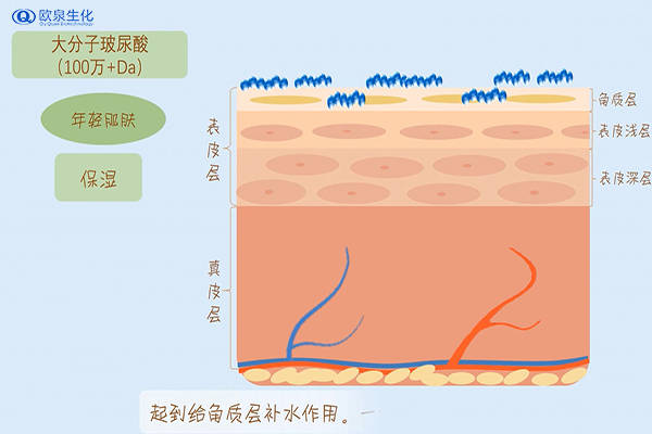 品牌玻尿酸精华的功效为何如此强大？