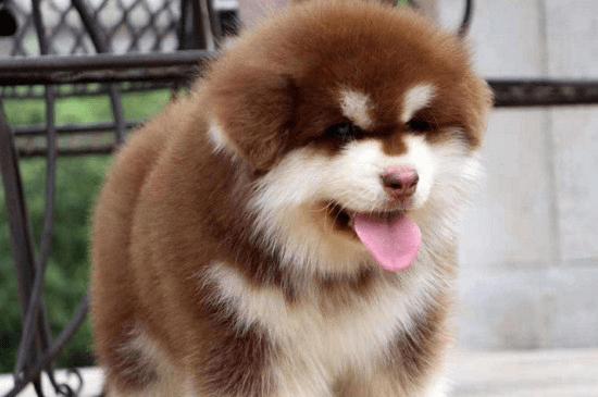 养宠日记 两个月幼犬口臭怎么办 为什么幼犬会有口臭 应该采取什么措施处理 补充