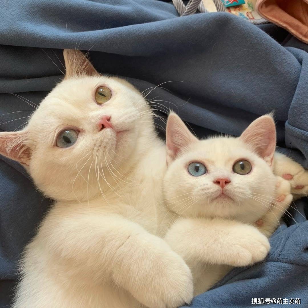 小猫咪也要元气满满幸福满满