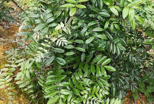 美丽崖豆藤的植物非试管高效快繁技术