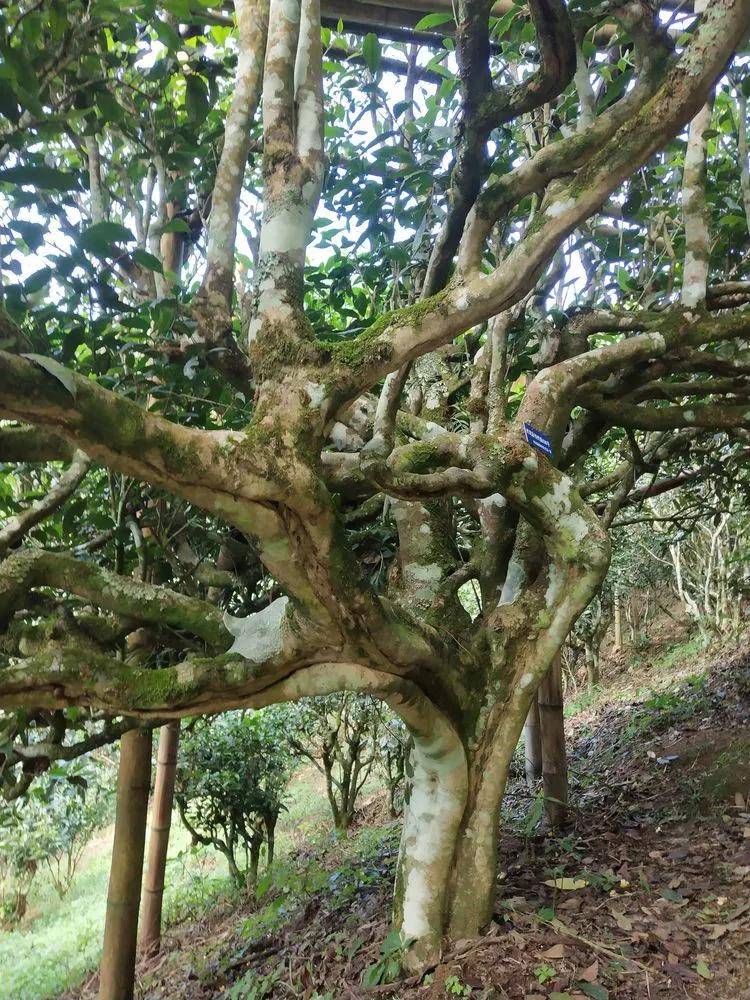 茶园|【普洱茶山行】云南西双版纳南糯山古茶山寻茶记一一拔玛寨