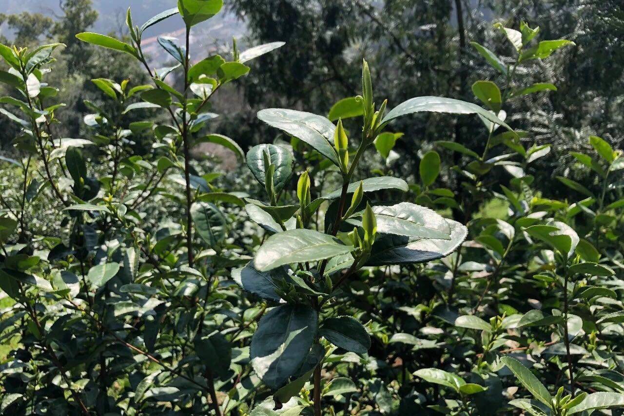 荒野白茶,野生白茶,两者具体到底有什么不同?_茶树