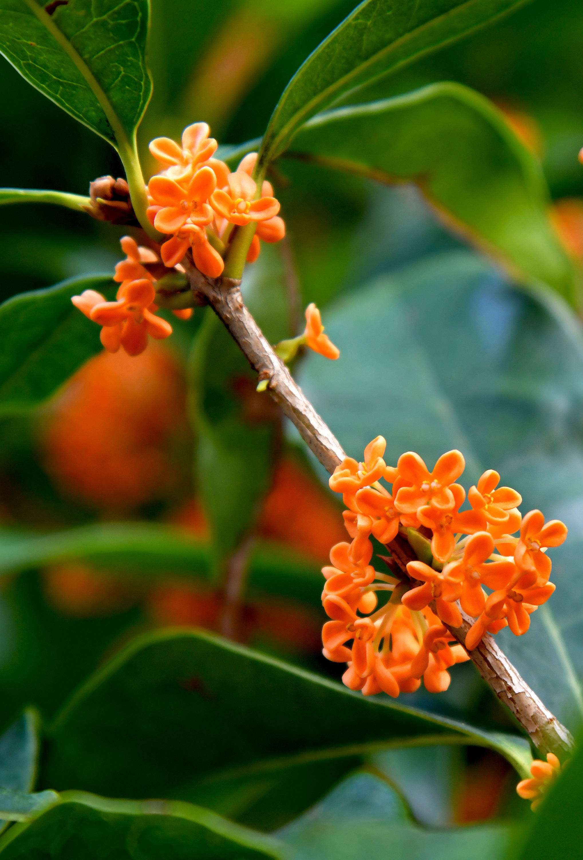 金秋时节赏桂花二丹桂留芳