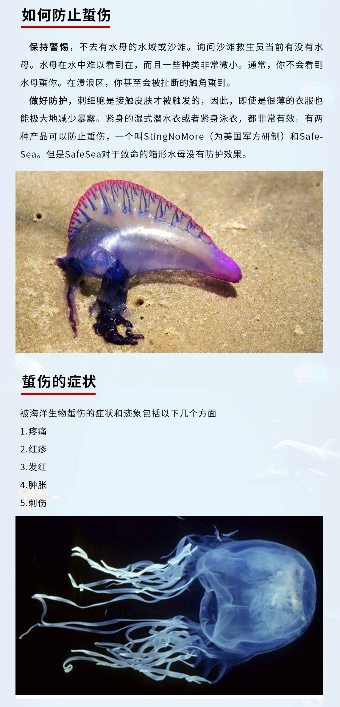 asa美帆联|警惕海洋"隐形杀手"!海蜇蜇伤急救指南