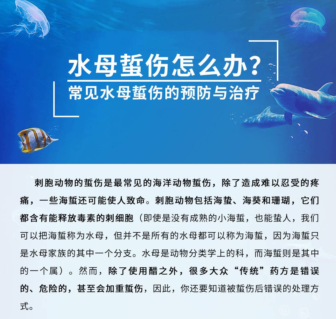 asa美帆联|警惕海洋"隐形杀手"!海蜇蜇伤急救指南