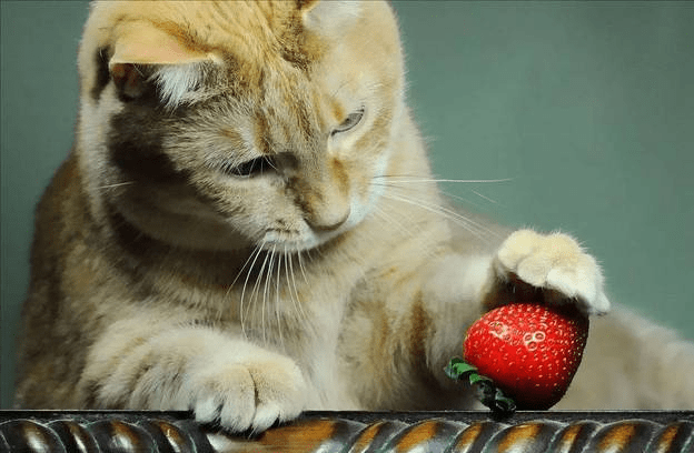 3098a054b9144297abc65b55e6d499f4.png