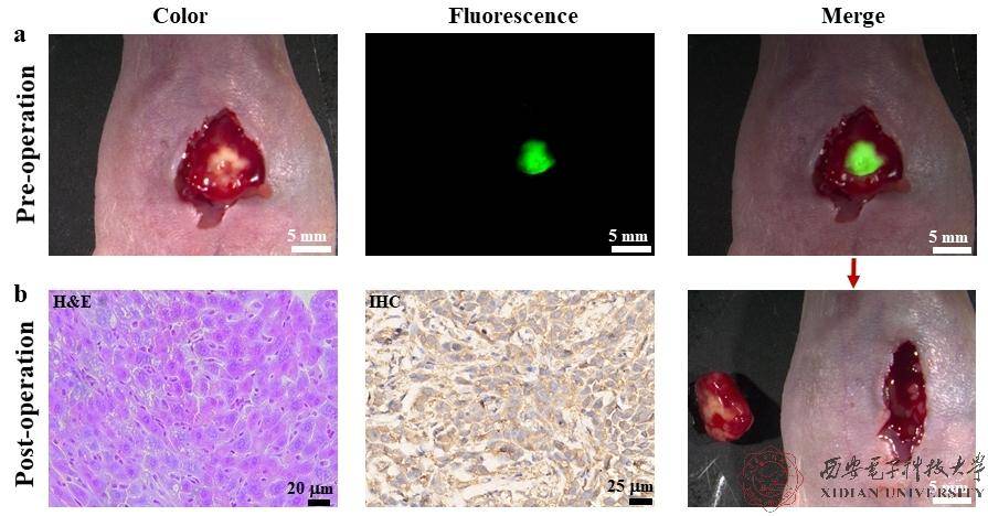 肿瘤|西安电子科技大学唐初副教授研究成果获WMIC2020年度预临床研究最佳论文奖