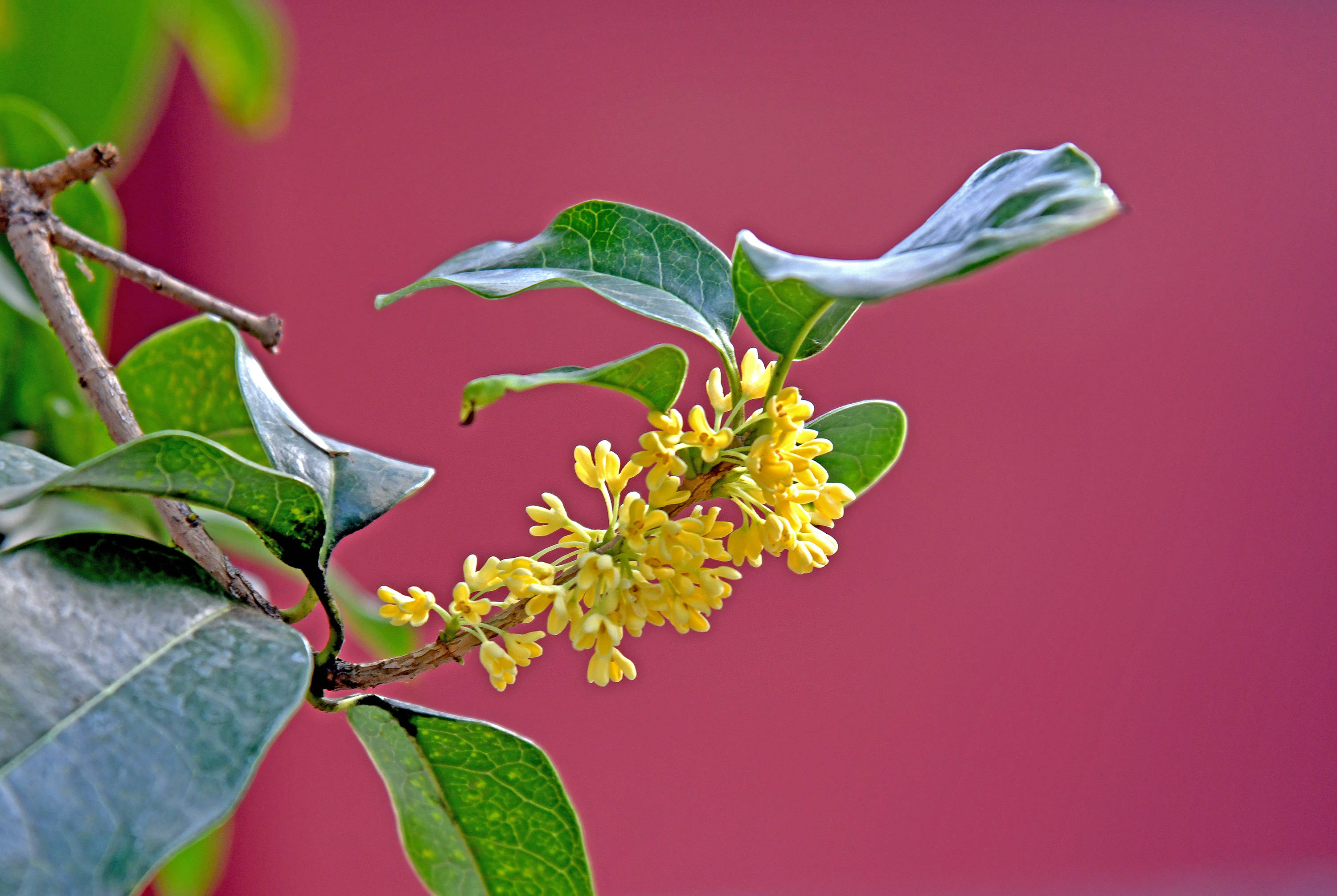 金秋时节赏桂花四群芳佳境