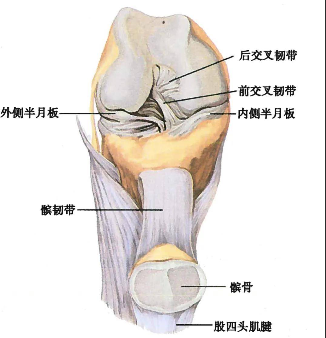 髋关节|重阳一起爬山吗？不是1秒下山的那种