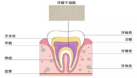 什么是牙髓干细胞