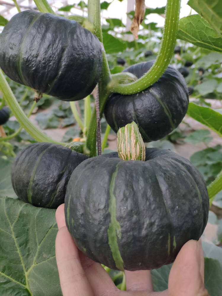 久美贝贝南瓜其实贝贝小南瓜品种有很多,国内外有很多种子公司都有