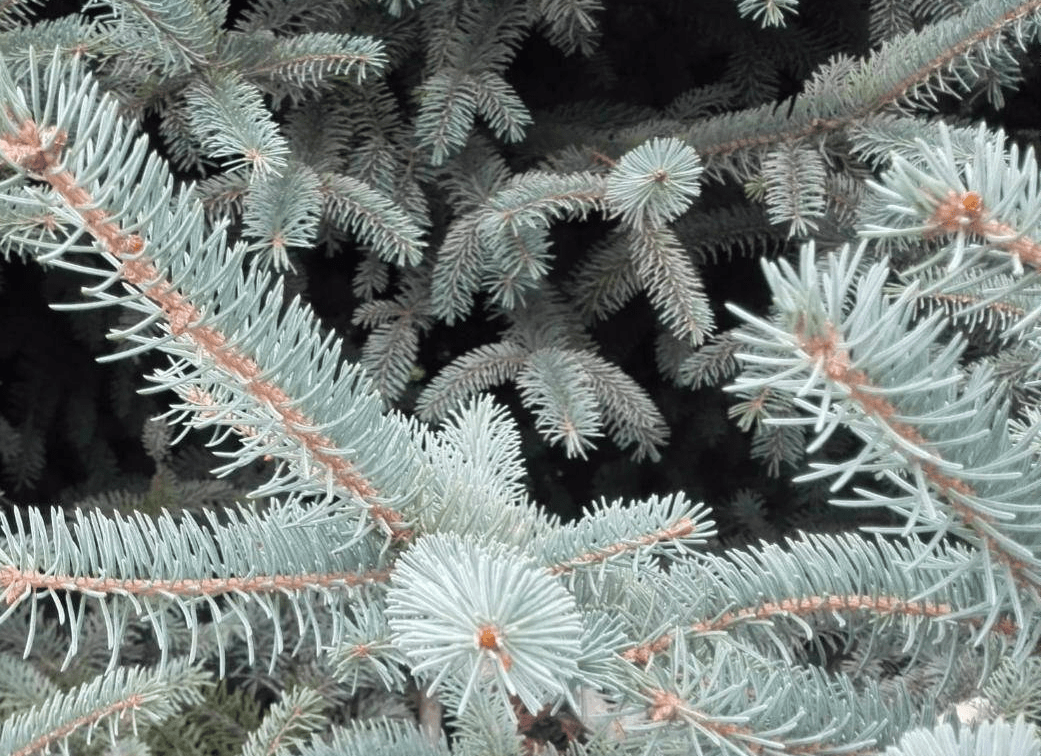 世界上唯一的蓝色常青树克罗拉多蓝杉使用植物非试管高效快繁技术快繁