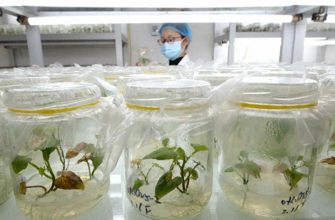 脱毒红薯的植物非试管高效快繁技术
