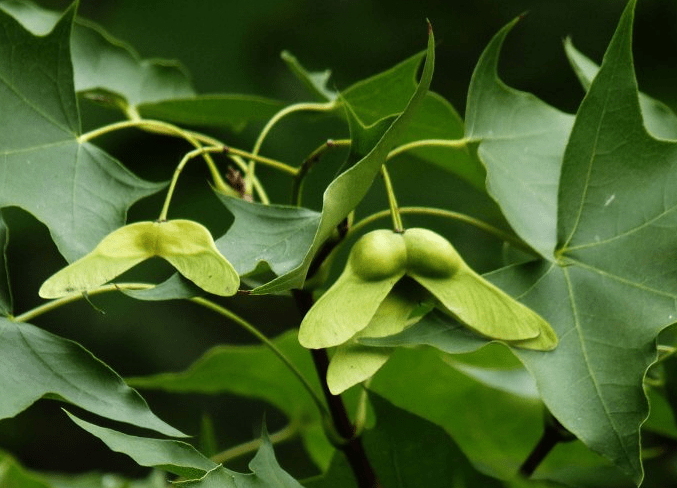 抬头园林|元宝枫的春夏秋冬