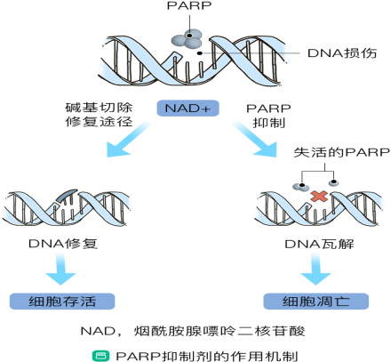 国内parp抑制剂现状及联合用药进展,值得收藏