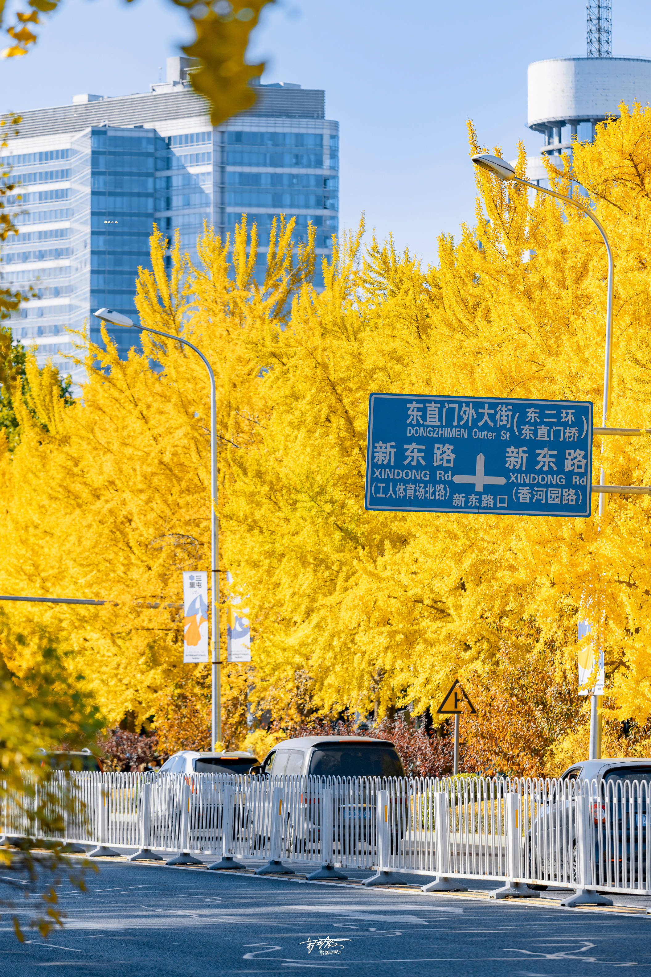 风情|去三里屯银杏大道，让你提早遇见北京秋天最美的样子