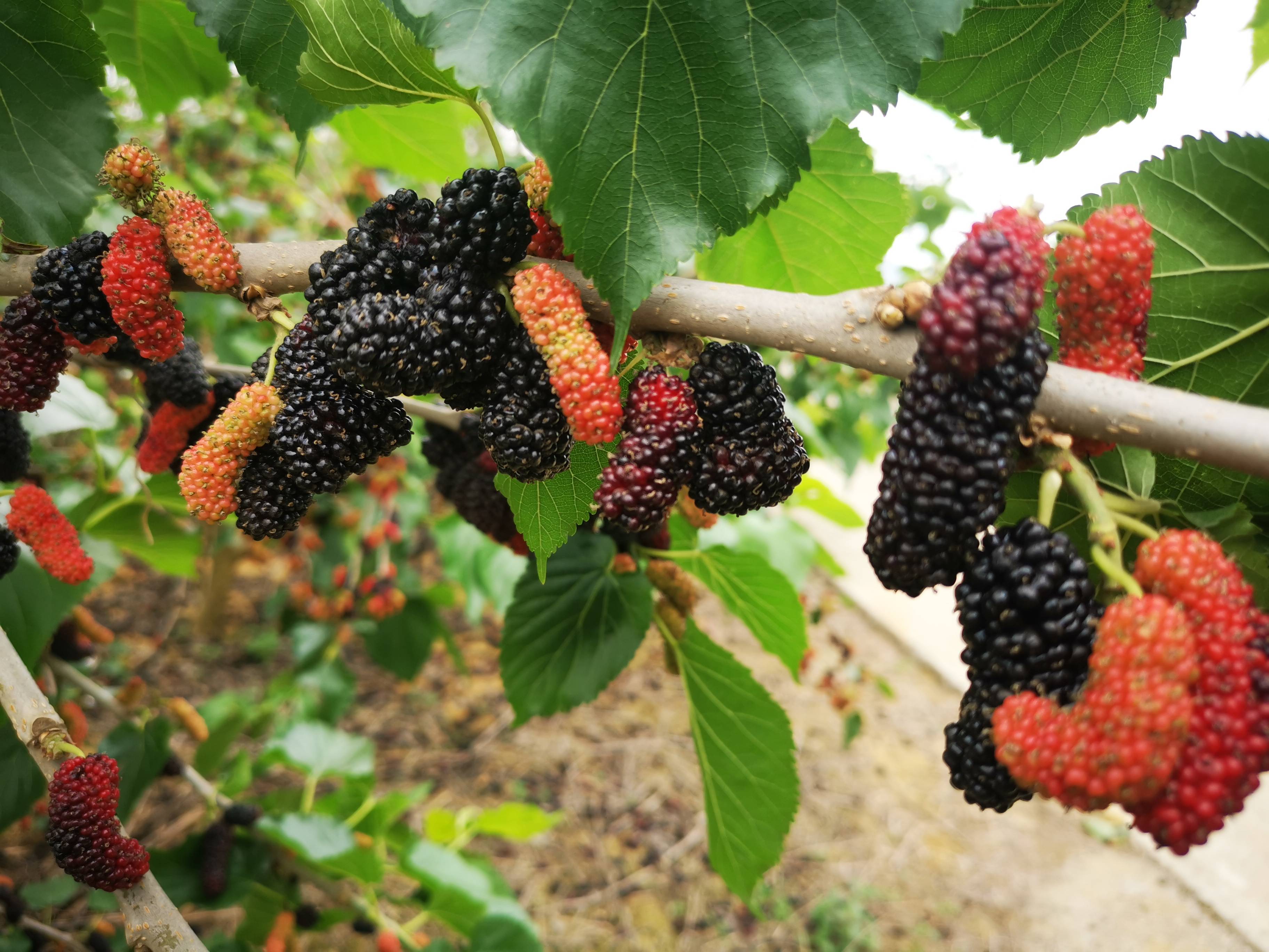 颜色|桑葚红酒如何挑选？认清5个点，挑红酒其实并没想象中那么难