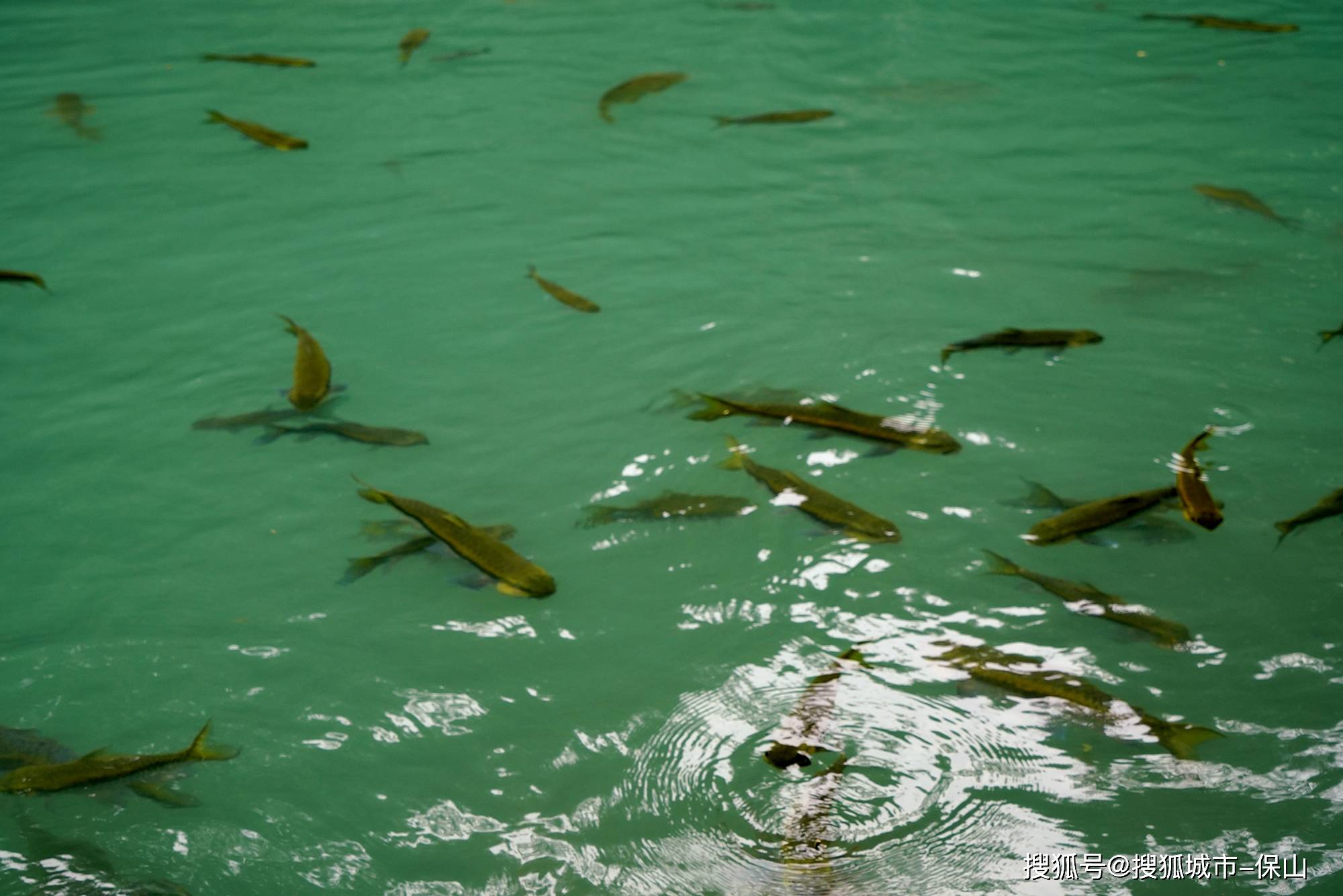 神奇了云南昌宁有种会嗑瓜子的鱼属世界稀有远古鱼种
