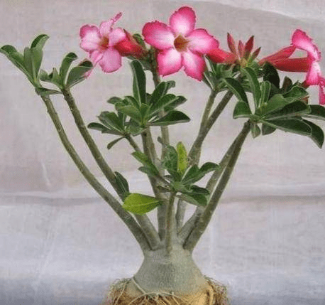 堪称奇花的沙漠玫瑰植物高效非试管快繁天宝花