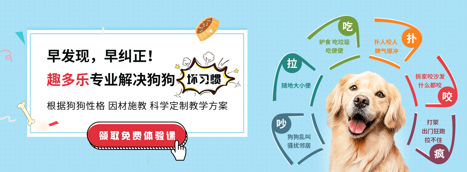 方法柴犬狗狗乱大小便如何训练？深圳训狗基地以科学训犬方法定制方案