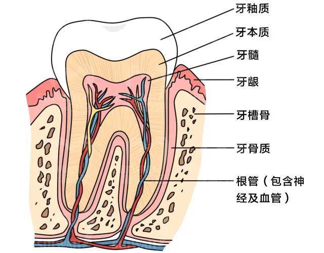 通过清除牙髓腔内的坏死组织