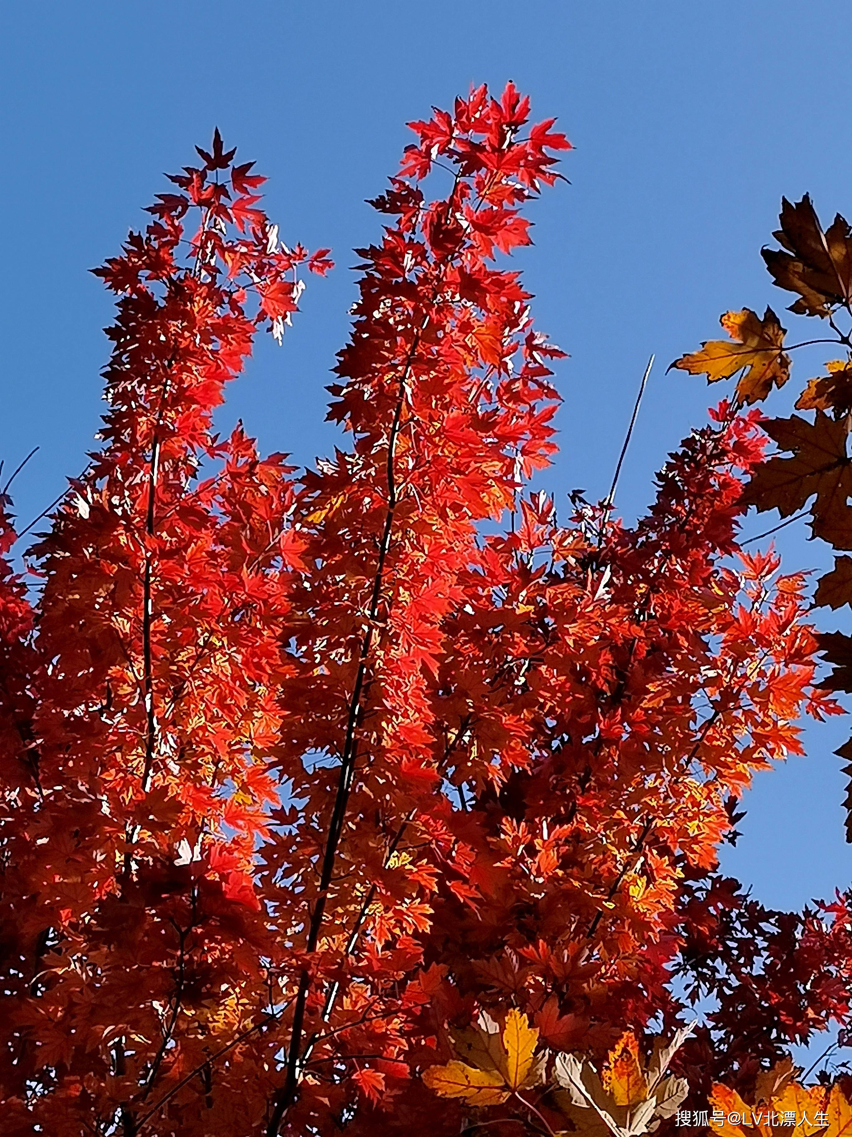 京城红叶记|秋风把枫叶染红，层林尽染，堪将秋韵赋诗笺